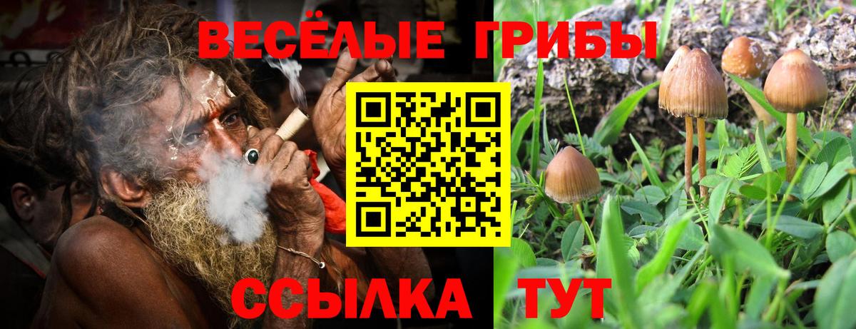 Псилоцибиновые грибы прущие грибы Дубна